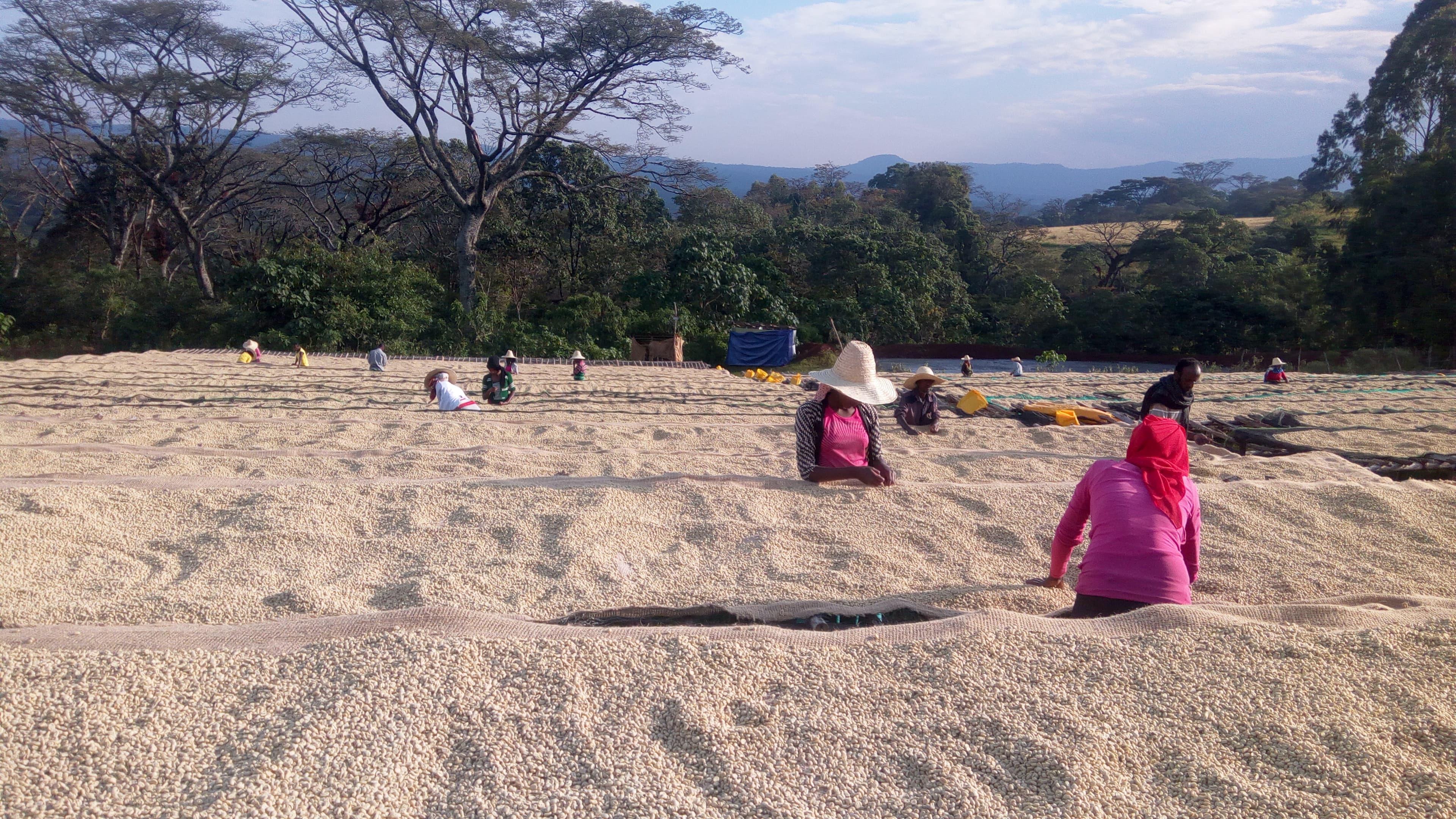 Ethiopian Duromina Cooperative
